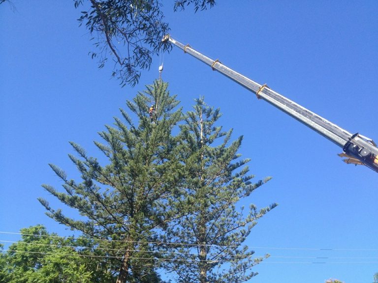 Tree Removal Burleigh Heads using a crane