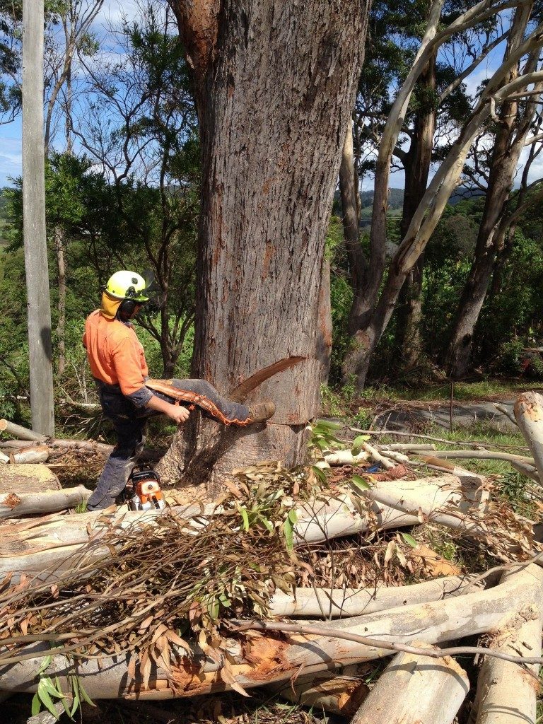 Arborist tree services Tree Lopping in Tweed Heads