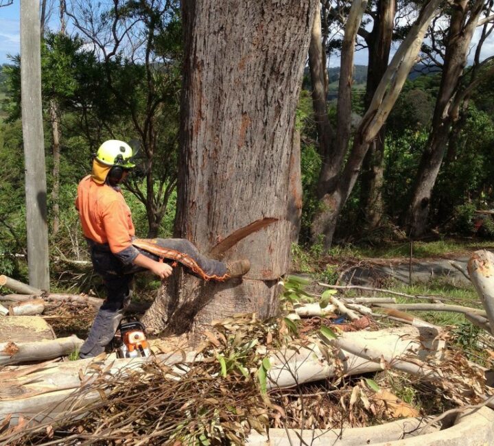 Arborist lopping down a tree in Tweed Heads