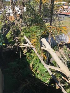 Storm damaged tree fallen over house in Tweed Heads