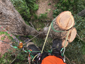 Residential tree services arborist climbed to top of tree to remove a large gum tree with chainsaw