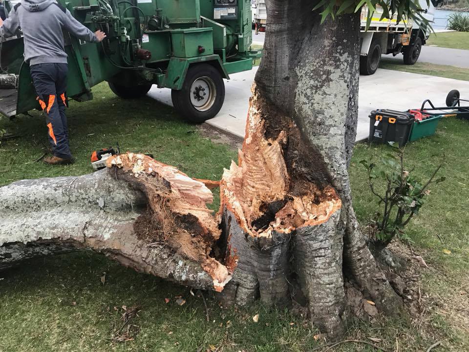 specialist tree services storm damage tree