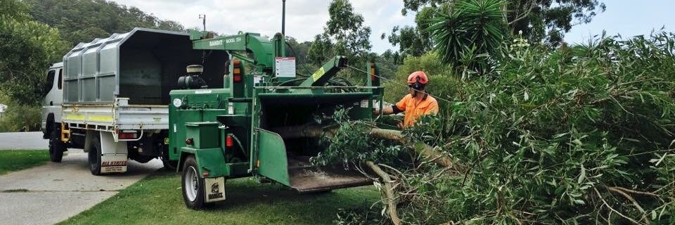  All tree services