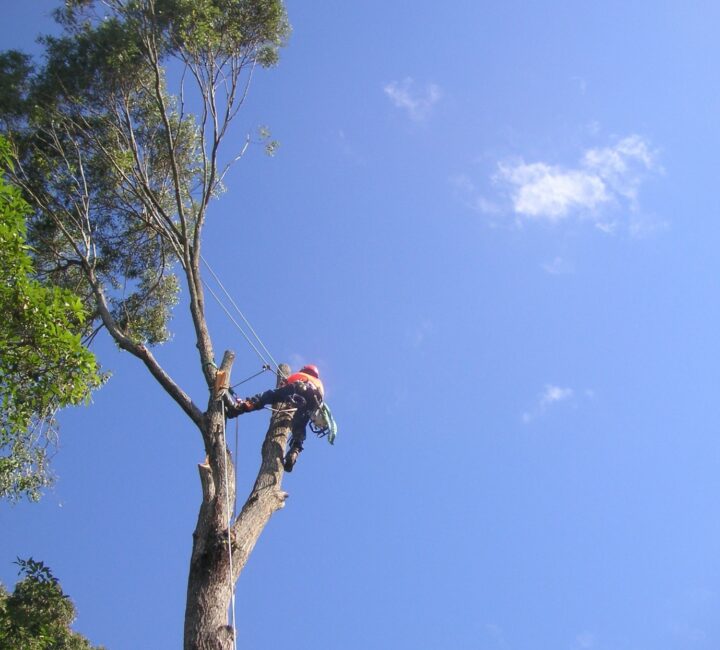 Tree services Arborist climbing high in tree to undertake tree removal on the Gold Coast